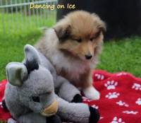 Dancing on Ice 53.Tag